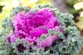 decorative cabbage ( Brassica oleracea var. ac