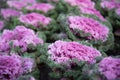 Decorative cabbage with dew drops or rain. Close-up, bright colors. Structure Royalty Free Stock Photo