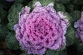 Decorative cabbage with dew drops or rain. Close-up, bright colors. Structure. Royalty Free Stock Photo