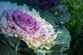 Decorative cabbage with dew drops or rain. Close-up, bright colors. Structure Royalty Free Stock Photo