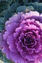 Decorative cabbage with dew drops or rain. Close-up, bright colors. Structure Royalty Free Stock Photo