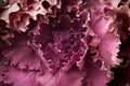 Decorative Cabbage flower