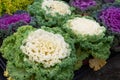 Decorative cabbage flowers brassica oleracea plants nursery garden Royalty Free Stock Photo