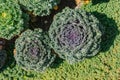 Decorative cabbage grows in a flower bed.A flower with curly purple leaves