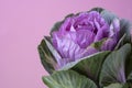 Decorative cabbage on a pink background. Purple rosette flower close-up. space for text