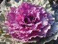 Decorative cabbage - an unusual solution for your flowerbed