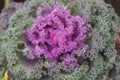 Decorative cabbage, variety Tokyo, closeup Royalty Free Stock Photo