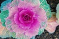 Decorative cabbage with violet leaves top view. Kale plant flowering outdoor. Garden decorative crop. Cabbage blooming