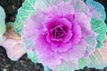 Decorative cabbage with violet leaves top view. Kale plant flowering outdoor. Garden decorative crop. Cabbage blooming