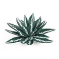 Decorative cactus aloe bush