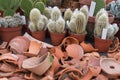 Decorative cactus collection with potsherds Royalty Free Stock Photo