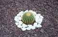 Decorative cactus in the garden between white stones in flower bed