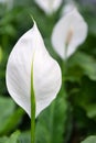 Decorative Calla lily flower, wetland medicinal plants Royalty Free Stock Photo