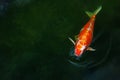 A decorative carp of different colors has dried its head out of the water and is blowing bubbles from its mouth. Koi carp are Royalty Free Stock Photo