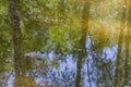 Decorative carp fish swims in a pond in the park in summer Royalty Free Stock Photo