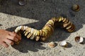 Decorative caterpillar made of bivalve seashells on concrete beach molo, small girl hand adding final shells on fr