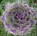 Decorative cauliflower blooms beautifully on autumn beds in the garden