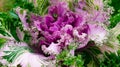 Decorative cauliflower - decoration in the summer garden.