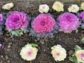 decorative cauliflower with frozen water drops autumn