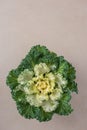 Decorative Cauliflower