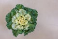 Decorative Cauliflower