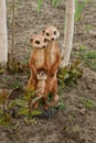 Decorative ceramic sculpture toy of three brown gophers
