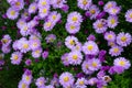 Decorative chamomile flowers