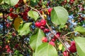 Decorative Cherry. Unusual fruits. Red berries on a tree Royalty Free Stock Photo