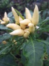 Decorative chili trees have flower-like fruit