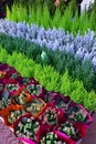 Decorative Christmas Trees with Kalanchoe Flowers