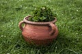 Decorative clay pot with beautiful flowers Royalty Free Stock Photo