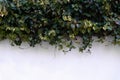 Decorative climbing ivy on a white exterior wall taking half of space for copy