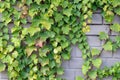 Decorative climbing plant on a brick wall. The vine is thin wooden, the leaves are green. Royalty Free Stock Photo