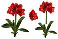 Decorative clivia amaryllis red branch of lilies flowers set, design elements.