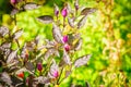 Decorative colored small Peppers. Lilac peppers in focus