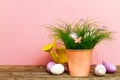 Decorative Colorful Eggs in Flower Pot with Fresh Green Grass on Royalty Free Stock Photo