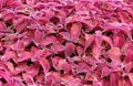 Decorative colorful leaves Plectranthus scutellarioides Coleus blumeii Royalty Free Stock Photo