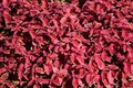 Decorative colorful leaves Plectranthus scutellarioides Coleus blumeii Royalty Free Stock Photo