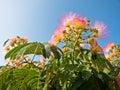 Decorative colorful mediterranean plants at sunny morning, Sithonia