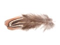 Decorative colorful pheasant bird feather isolated on the white background Royalty Free Stock Photo