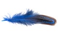 Decorative colorful pheasant bird feather isolated on the white background Royalty Free Stock Photo