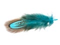 Decorative colorful pheasant bird feather isolated on the white background Royalty Free Stock Photo