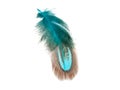 Decorative colorful pheasant bird feather isolated on the white background Royalty Free Stock Photo