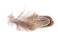 Decorative colorful pheasant bird feather isolated on the white background Royalty Free Stock Photo