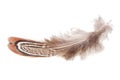 Decorative colorful pheasant bird feather isolated on the white background Royalty Free Stock Photo