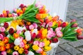 Decorative colorful tulips Royalty Free Stock Photo