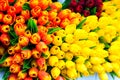 Decorative colorful tulips Royalty Free Stock Photo