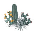 Decorative composition composed of groups of cacti, prickly pear, and yucca. Vector illustration isolated on white Royalty Free Stock Photo