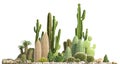 Decorative composition composed of groups of different species of cacti, aloe and succulent plants isolated on white background. F