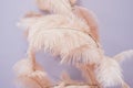 Decorative composition of pink feathers on the background of a violet wall. Royalty Free Stock Photo